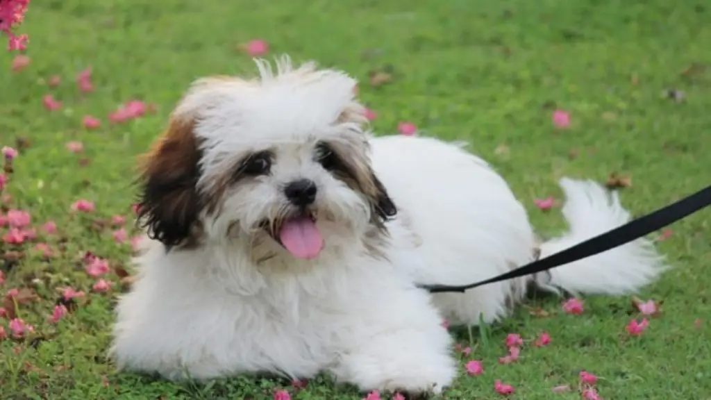 Cachorros mais Dóceis do Mundo