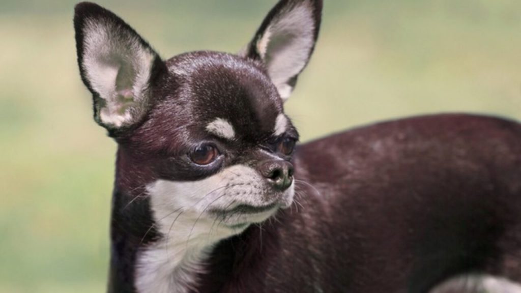 Raças de Cachorro com Maior Expectativa de Vida